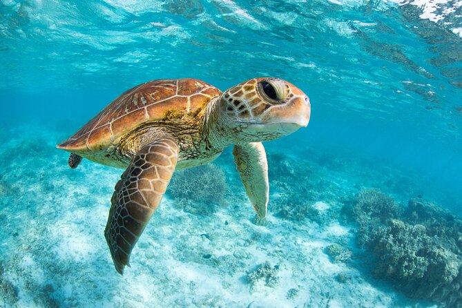 Turtle and Reef Sanctuary Snorkeling - Beach time gives the outing a better rhythm