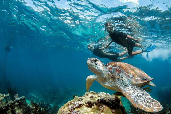 Turtle Encounter Private Tour – Swim with Sea Turtles & Cenote - Why the 7:30 a.m. pickup is worth it