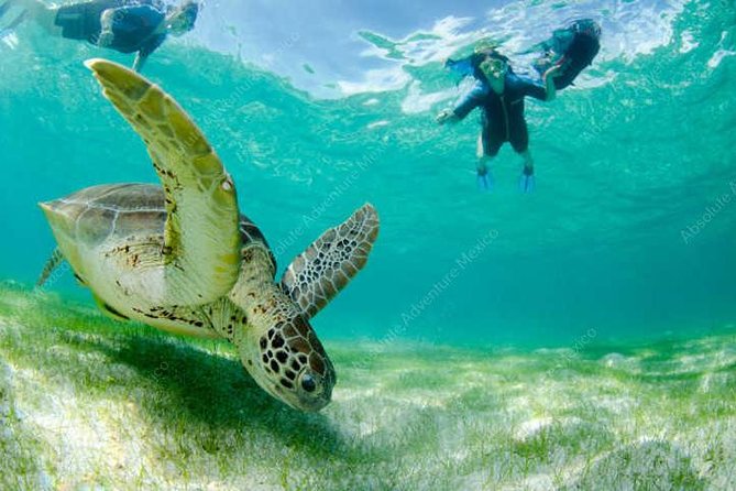 Turtle Encounter Private Tour – Swim with Sea Turtles & Cenote - A local lunch near Parque Dos Ojos