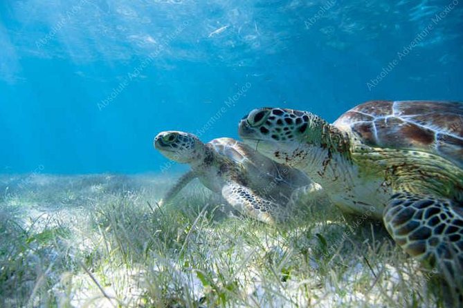 Turtle Encounter Private Tour – Swim with Sea Turtles & Cenote - Transport, equipment, and the small comforts