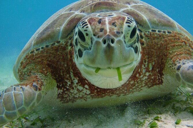 Turtle Snorkeling and Jungle Adventure with Cenote - A six-hour day that starts early