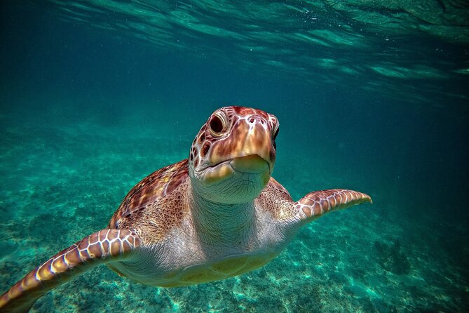 Turtle Snorkeling and Jungle Adventure with Cenote - What the guides add to the day