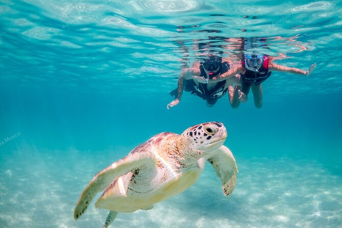 Turtle Snorkeling Private Tour – Sea Turtles & Cenote in Tulum - Key points to know before booking