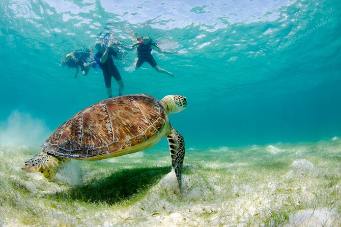 Turtle Snorkeling Private Tour – Sea Turtles & Cenote in Tulum - Why this Tulum half-day works so well