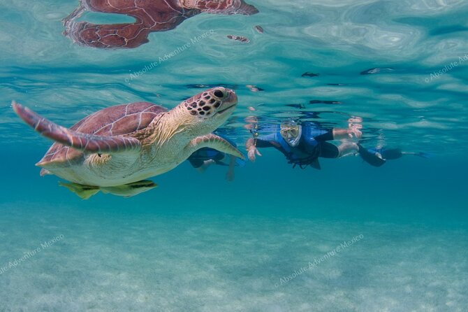 Turtle Snorkeling Private Tour – Sea Turtles & Cenote in Tulum - Guide quality and the value of going private