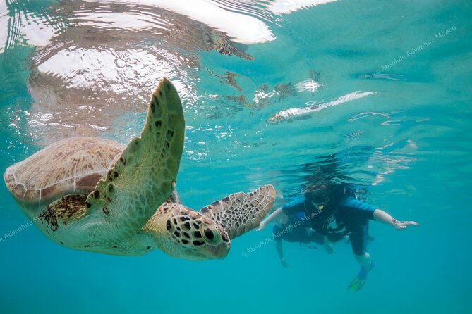 Turtle Snorkeling Private Tour – Sea Turtles & Cenote in Tulum - Akumal Beach and the sea turtle swim