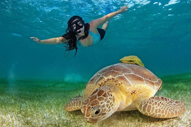 Turtle Swim & Tulum Ruins! With Cenote from Playa del Carmen - Price, inclusions, and the points that need clearing up