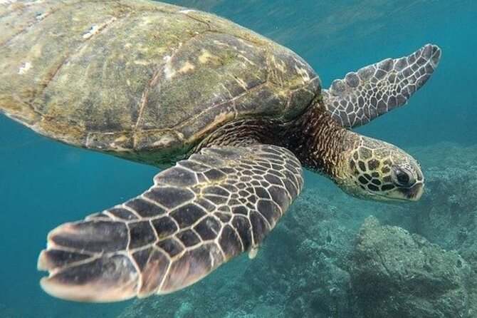 Turtle Swim & Tulum Ruins! With Cenote from Playa del Carmen - How the day feels for different types of visitors