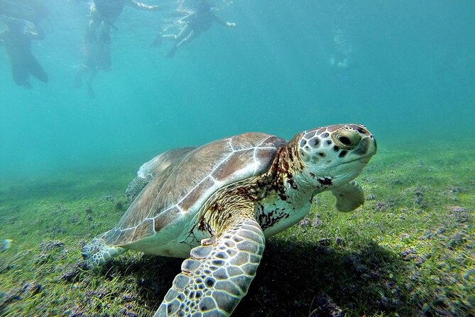 Turtle Swim & Tulum Ruins! With Cenote from Playa del Carmen - Akumal snorkeling and the search for turtles