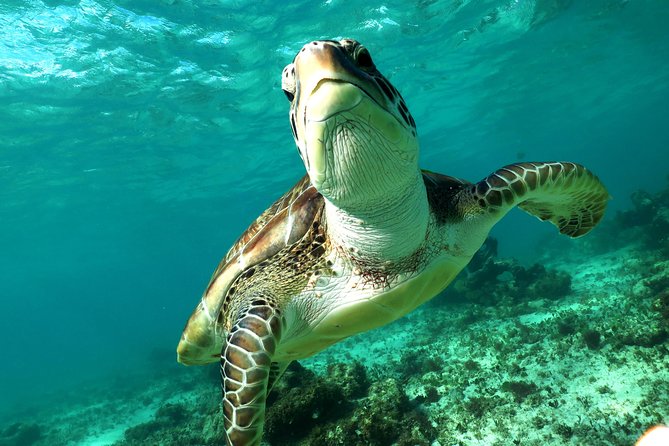 Turtles and Cenote snorkeling activity from Riviera Maya - Two very different swims near Playa del Carmen