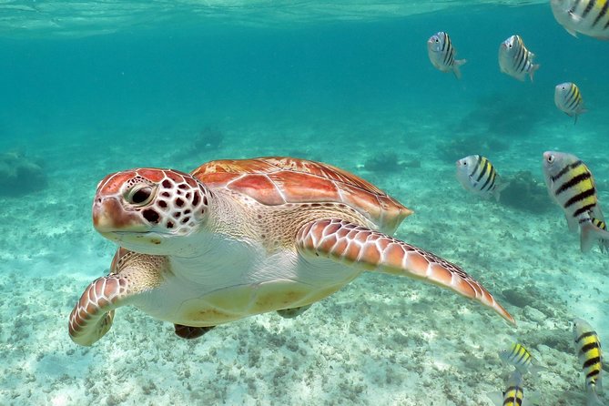 Turtles and Cenote snorkeling activity from Riviera Maya - The cenote stop and its clear freshwater
