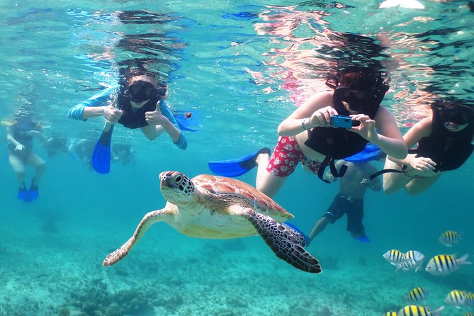 Turtles and Cenote snorkeling activity from Riviera Maya - Guides, snacks, and the human side of the outing