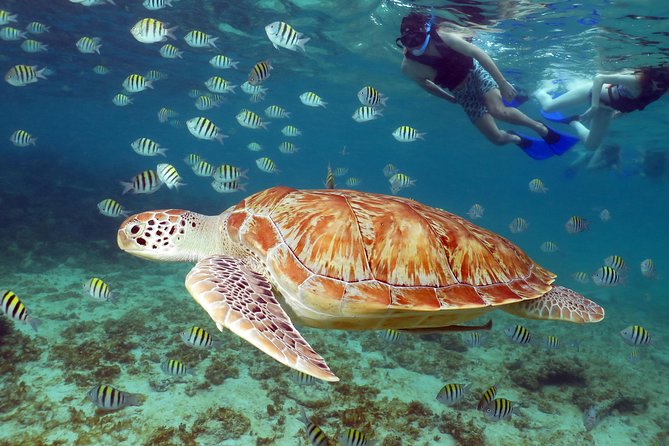 Turtles and Cenote snorkeling activity from Riviera Maya - Finding turtles in the marine reserve
