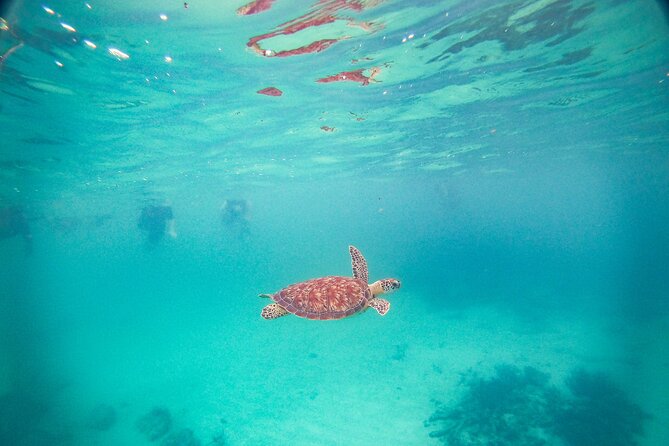 Turtles & Cenote! Half Day from Riviera Maya & Playa del Carmen - The five-minute boat ride and group rhythm