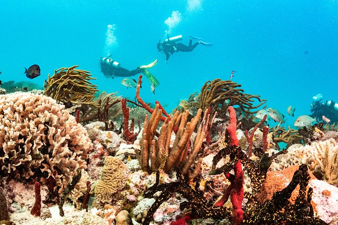 Two reef discovery dives with professional instructor (no experience necessary) - The lunch break and change of pace