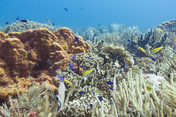 Two reef discovery dives with professional instructor (no experience necessary) - Two reefs, with a 40-foot limit