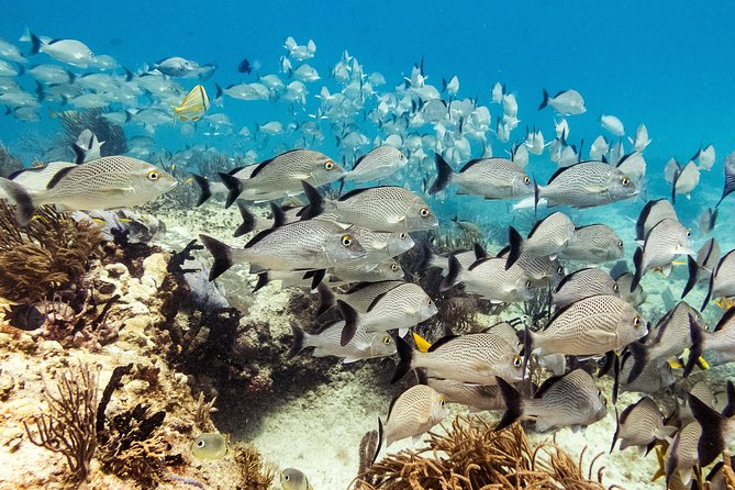 Two reef discovery dives with professional instructor (no experience necessary) - Price and what the $150 covers