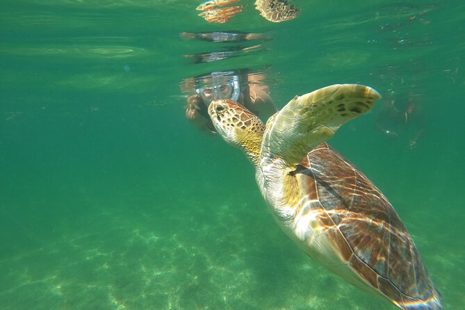 VIP Cenotes & Turtles Private Tour - Why the 7:00 a.m. start matters at Akumal