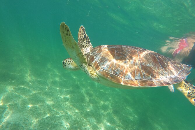 VIP Cenotes & Turtles Private Tour - Should you book the Akumal and cenote tour?