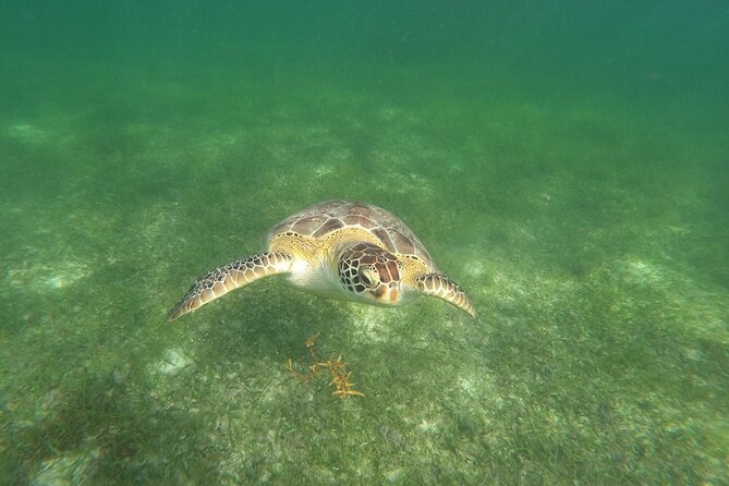 VIP Tulum & Turtles Private Tour - Swimming with turtles at Akumal Beach