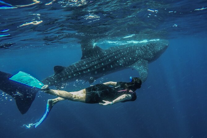 Whale Shark Encounter Full-Day all inclusive Tour from Riviera Maya - The real prize is a short swim beside a giant