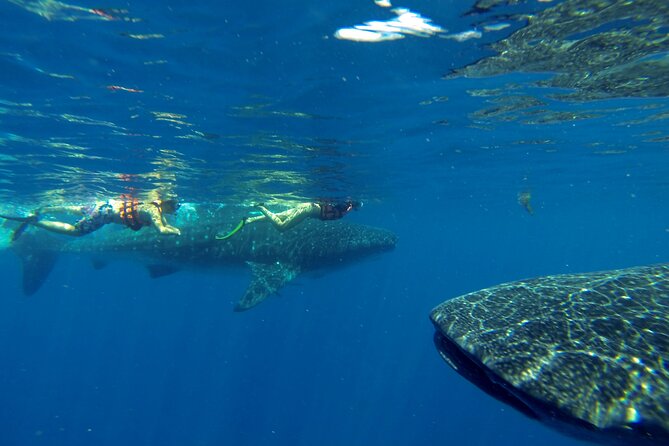 Whale Shark Encounter Full-Day all inclusive Tour from Riviera Maya - Sun protection requires more planning than usual