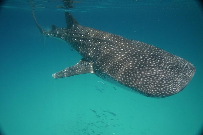 Whale Shark Encounter Full-Day all inclusive Tour from Riviera Maya - Ceviche and guacamole taste better after the swim