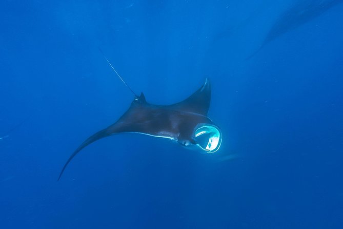 Whale Shark Encounter Full-Day all inclusive Tour from Riviera Maya - What $170 buys you, and what it does not