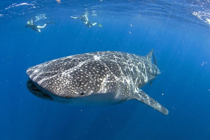 Whale shark encounter Private tour - swim with whale shark cancun - Key things to know before booking