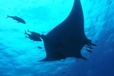 Whale shark encounter Private tour – swim with whale shark cancun