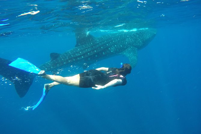 Whale shark encounter Private tour - swim with whale shark cancun - The guides and crew matter here