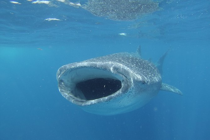 Whale shark encounter Private tour - swim with whale shark cancun - Is $975 per person good value?