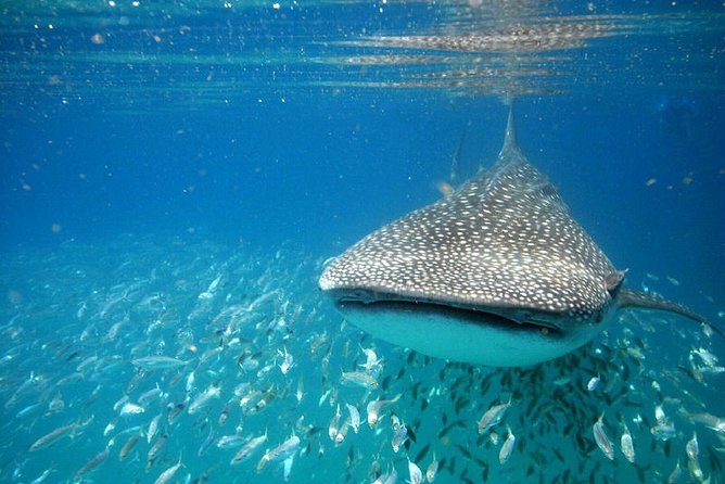Whale Shark Experience from Playa del Carmen - Why May through September is the right window