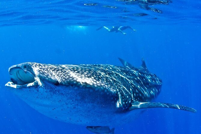 Whale Shark Experience from Playa del Carmen - From Cancun harbor to the whale shark area