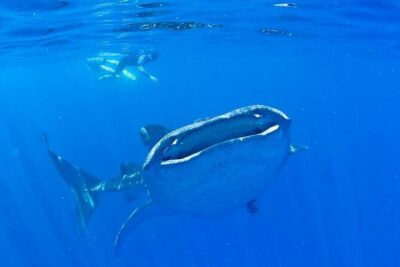 Whale Shark Experience from Playa del Carmen