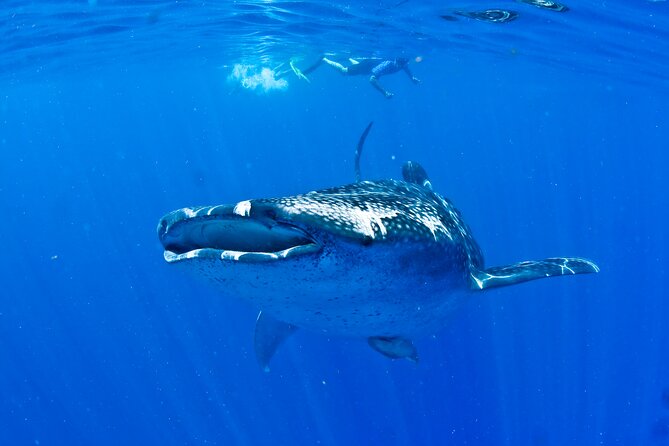 Whale Shark Experience from Playa del Carmen - What the guided water encounter is like