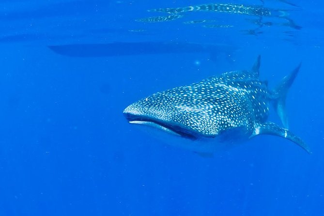 Whale Shark Experience from Playa del Carmen - Is the $49 price good value?
