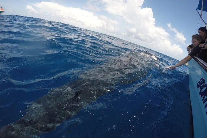 Whale Shark Experience from Playa del Carmen - Who will enjoy this outing most