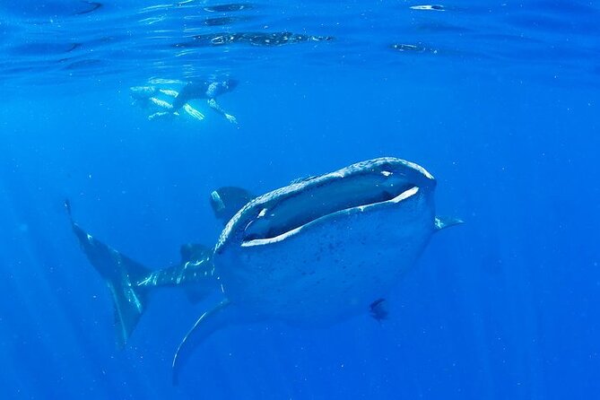 Whale Shark Experience from Playa del Carmen - The 6:30 am start from Playa del Carmen