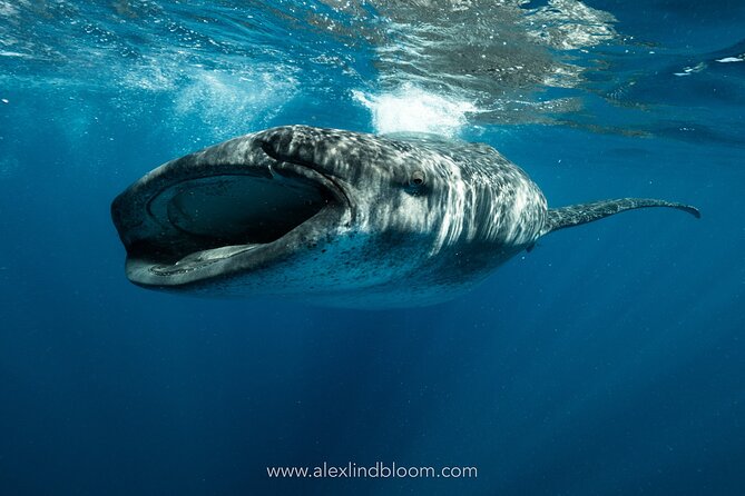 Whale Shark Snorkeling Adventure with Lunch - Key points to know before booking