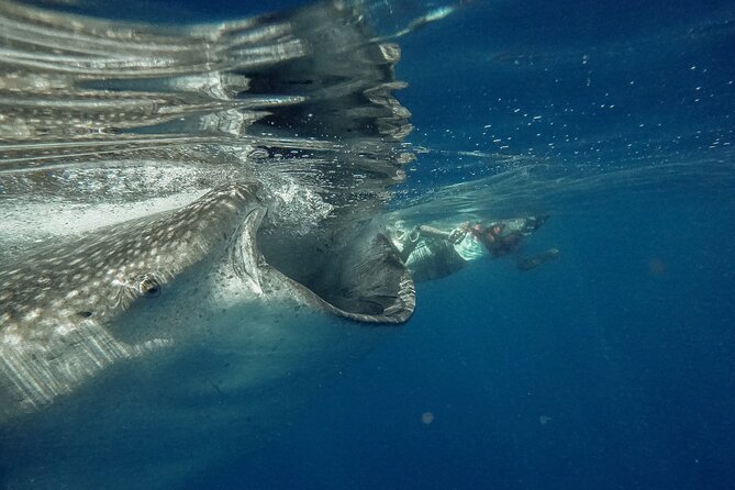 Whale Shark Snorkeling Adventure with Lunch - The whale sharks are the reason to go