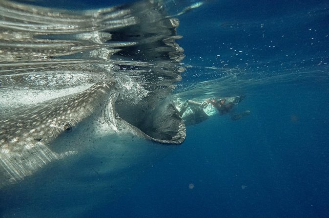 Whale Shark Snorkeling Adventure with Lunch - Getting into the water with the sharks
