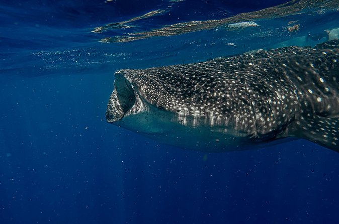 Whale Shark Snorkeling Adventure with Lunch - Playa Norte gives the day a softer second half