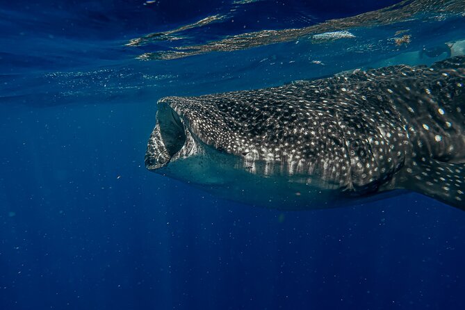 Whale Shark Snorkeling Adventure with Lunch - The added coral stop may not be the highlight