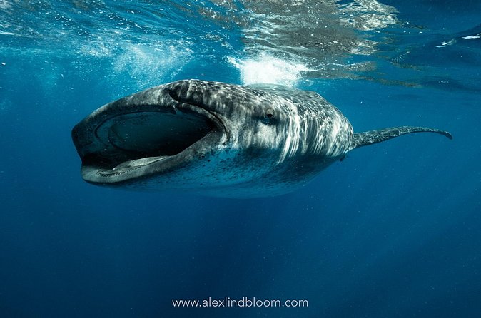 Whale Shark Snorkeling Adventure with Lunch - Is US$225 a fair price?
