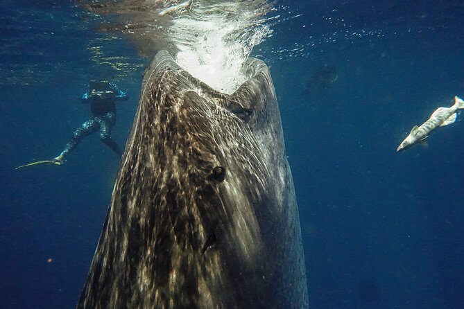 Whale Shark Snorkeling Adventure with Lunch - What the boat ride and group size really mean