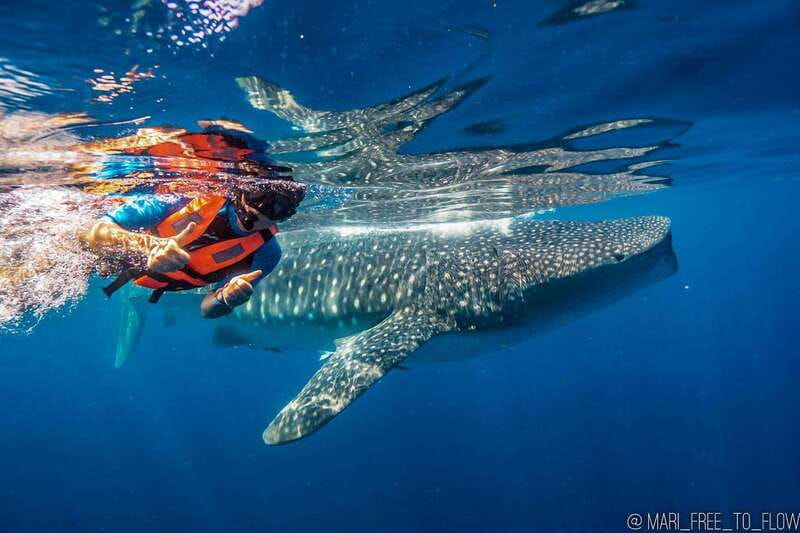 Whale Shark swimming ocean safari all included tour - Key points to know before booking