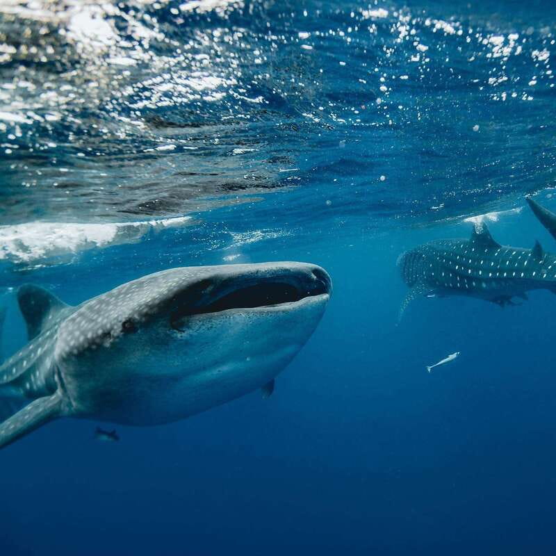 Whale Shark swimming ocean safari all included tour - FAQ