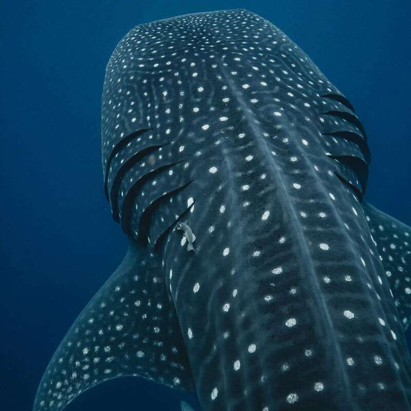 Whale Shark swimming ocean safari all included tour - The whale shark encounter is the reason to go