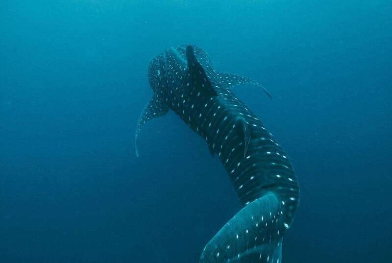 Whale Shark swimming ocean safari all included tour - What happens before you enter the water